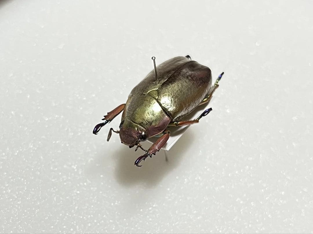 クリサルギレアプラチナコガネ 標本 爪先が青紫のプラチナコガネ シルバー