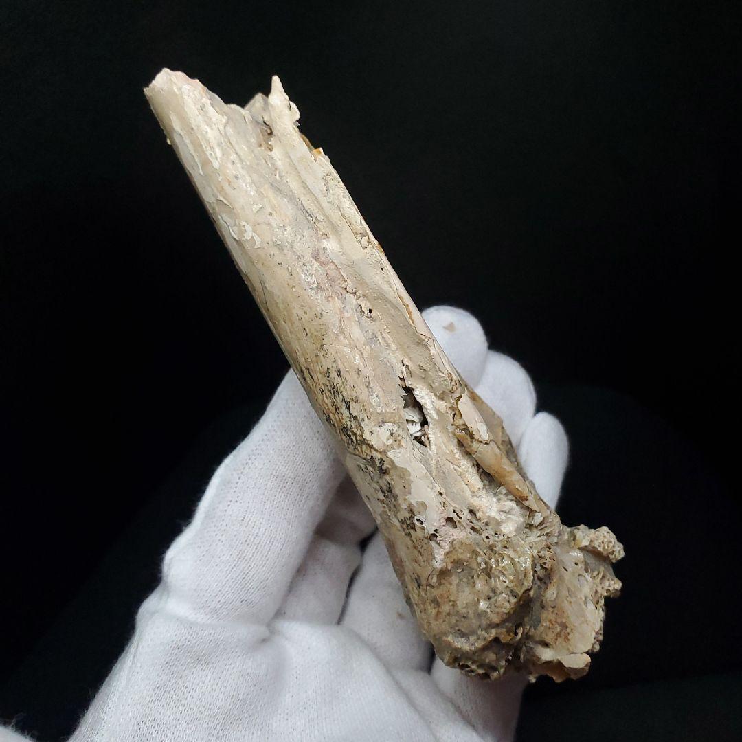 希少 アンハングエラ 化石 中手骨 恐竜 本物 111.02mm fr74