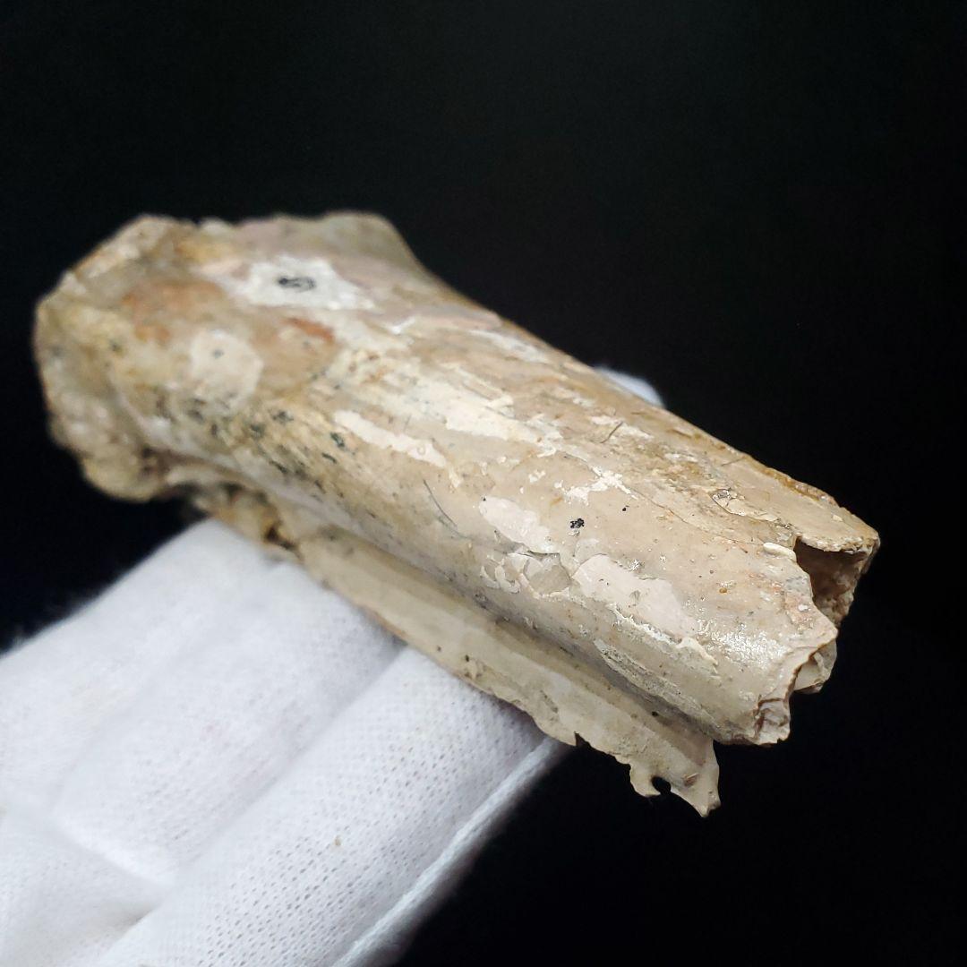 希少 アンハングエラ 化石 中手骨 恐竜 本物 111.02mm fr74
