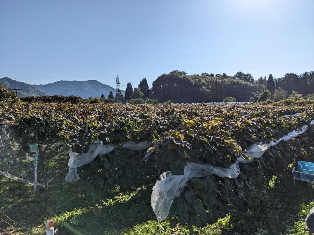 山ぶどう ２０kg　山形県月山山麓産①