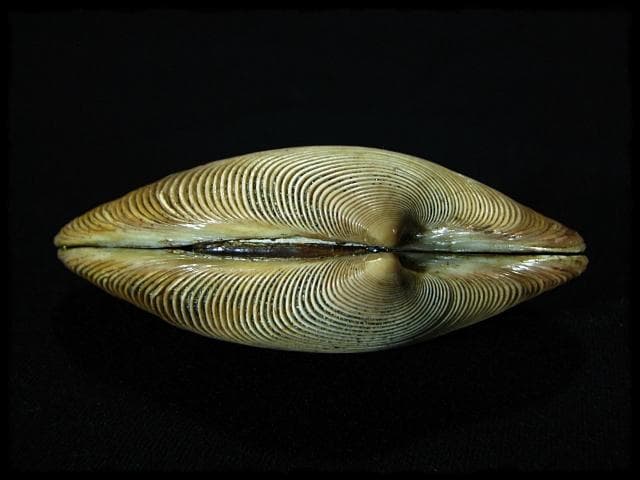 寿多礼貝 すだれ貝 安政二年 鳥飼 宗正 銘波隠 香合 茶道具 書付箱 b696