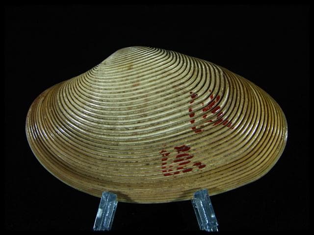 寿多礼貝 すだれ貝 安政二年 鳥飼 宗正 銘波隠 香合 茶道具 書付箱 b696