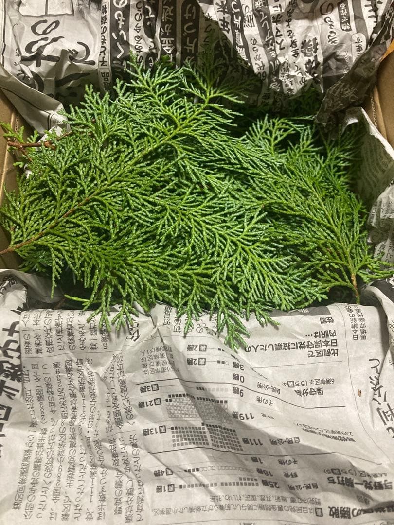 松茸　国産　200g