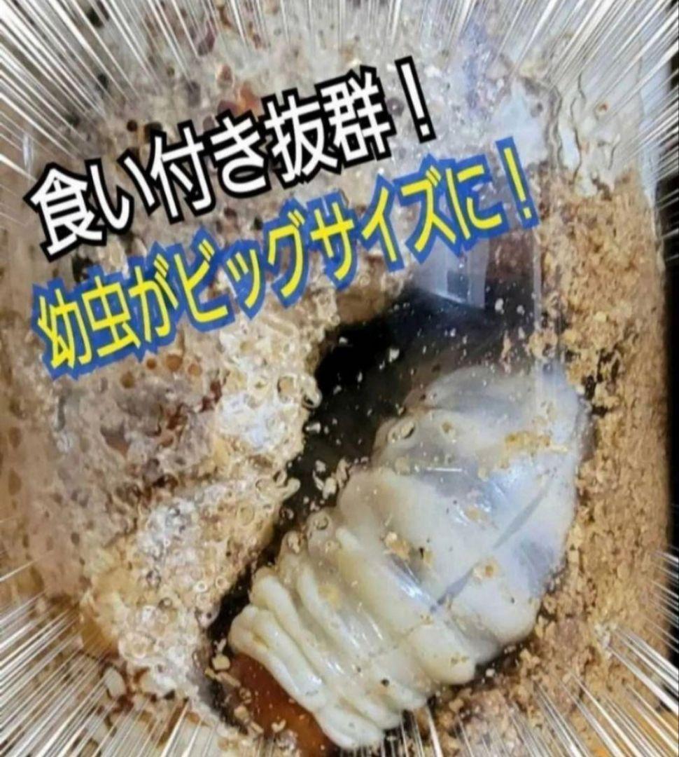 ニジイロクワガタに抜群！極上！黒アワビタケ菌糸瓶【8本】トレハロース強化配合！