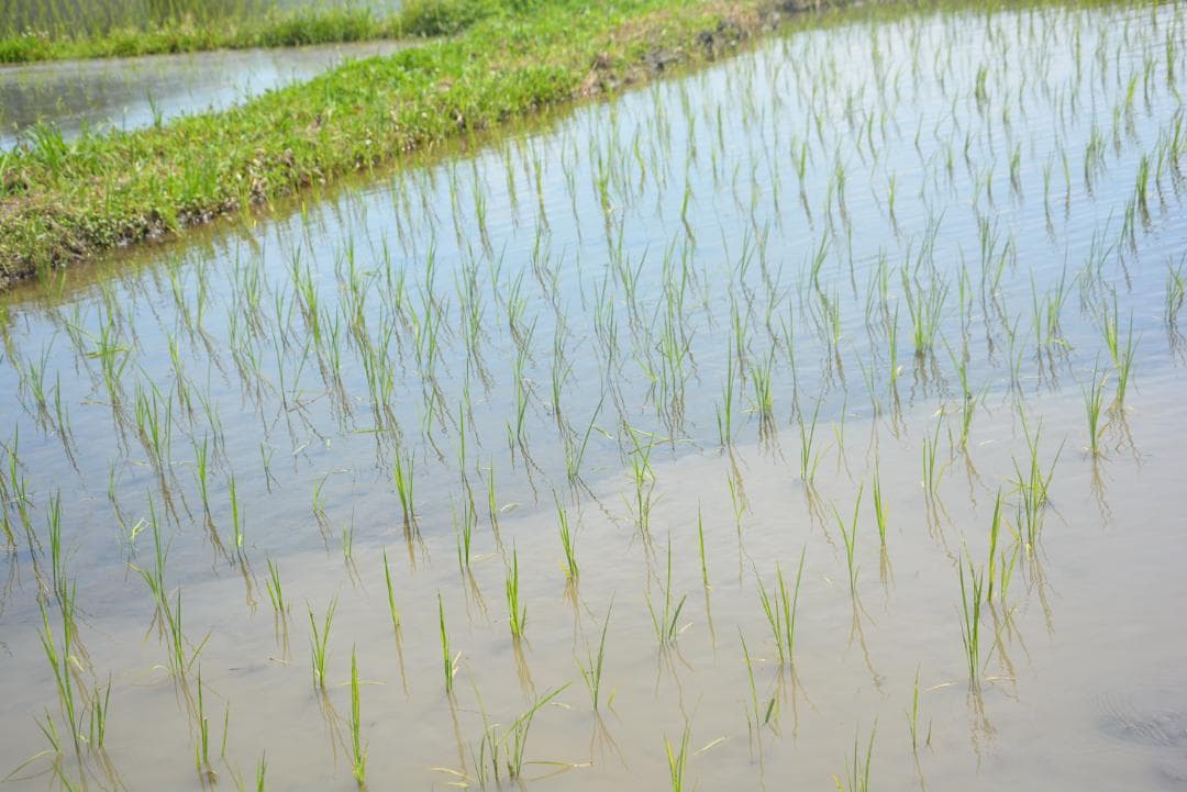 2025年　朝日米5kg白米　たけ爺ブランド米 栽培期間中無化学肥料・無農薬栽培