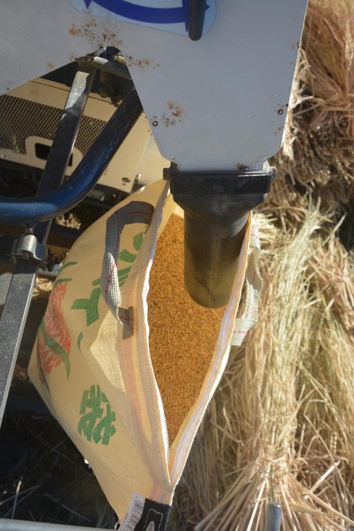 2025年　朝日米5kg白米　たけ爺ブランド米 栽培期間中無化学肥料・無農薬栽培