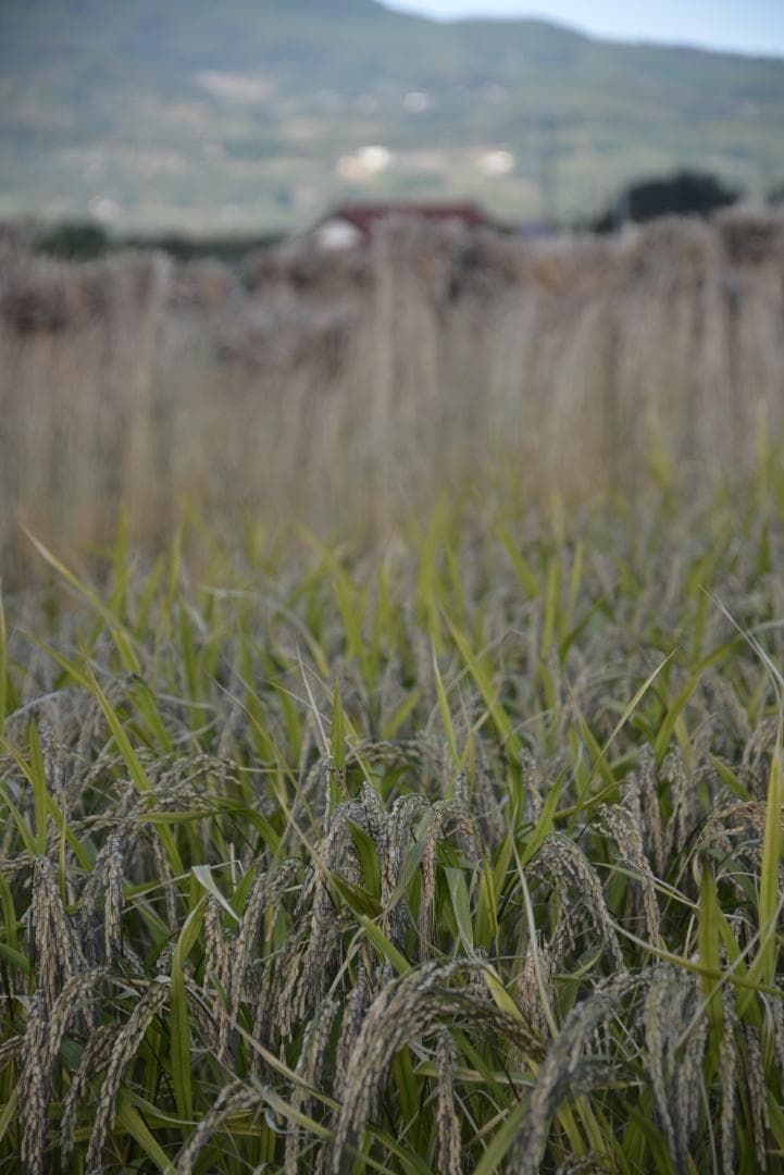 2025年　朝日米5kg白米　たけ爺ブランド米 栽培期間中無化学肥料・無農薬栽培