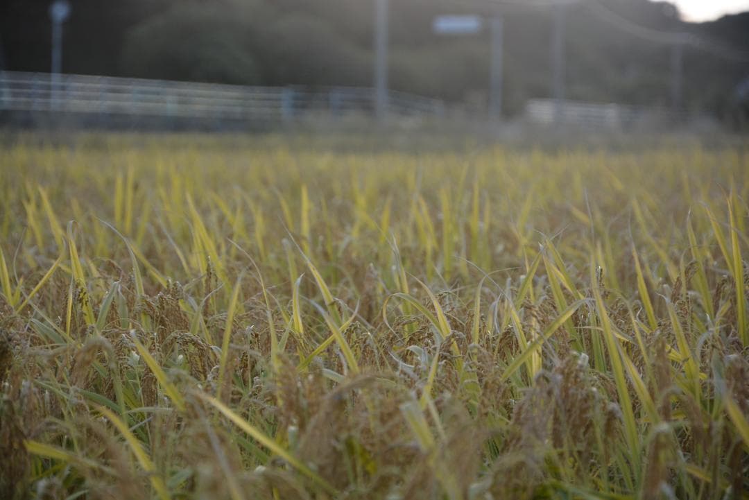 2025年　朝日米5kg白米　たけ爺ブランド米 栽培期間中無化学肥料・無農薬栽培