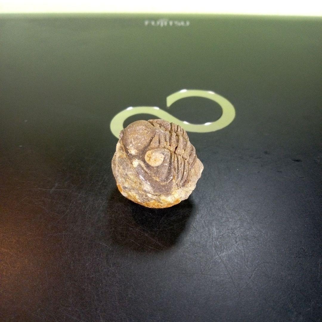 三葉虫　化石　fossil　ボリビア産　trilobite　Bolivia化石⑨