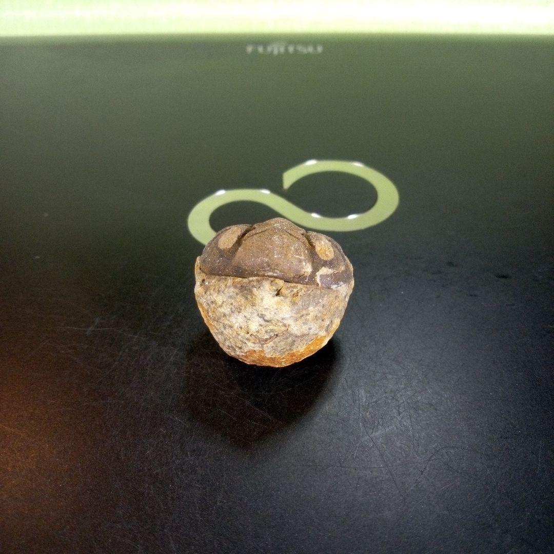 三葉虫　化石　fossil　ボリビア産　trilobite　Bolivia化石⑨