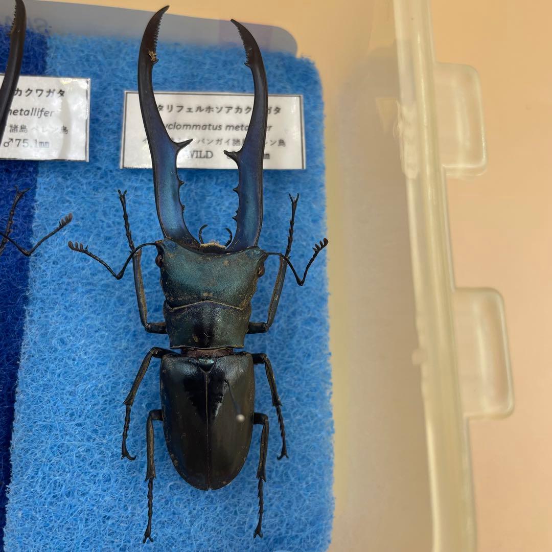 標本　激レア　ブルータイプ　メタリフェルクワガタ　♂4頭　WILD