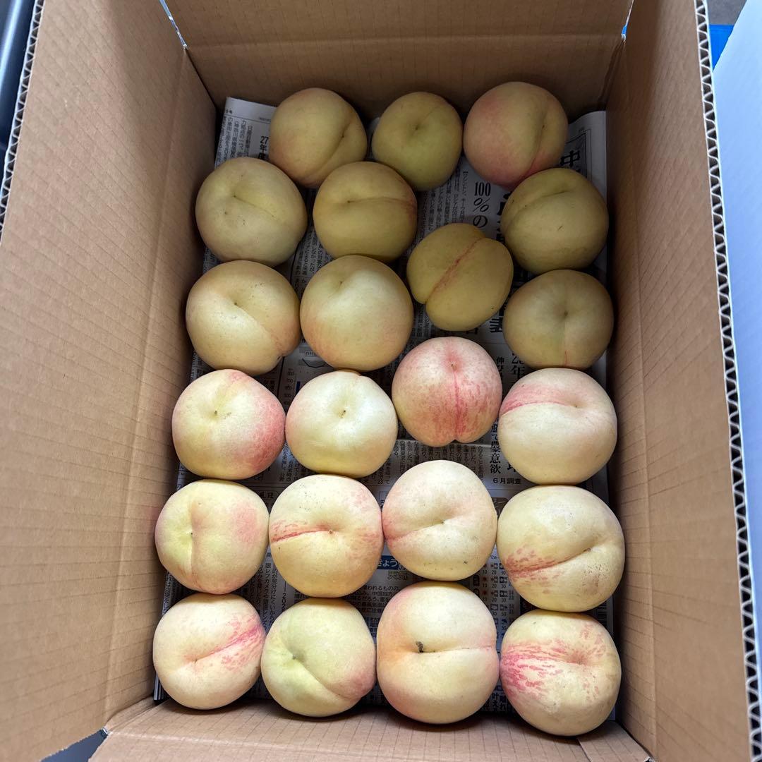 加工用　15キロ以上