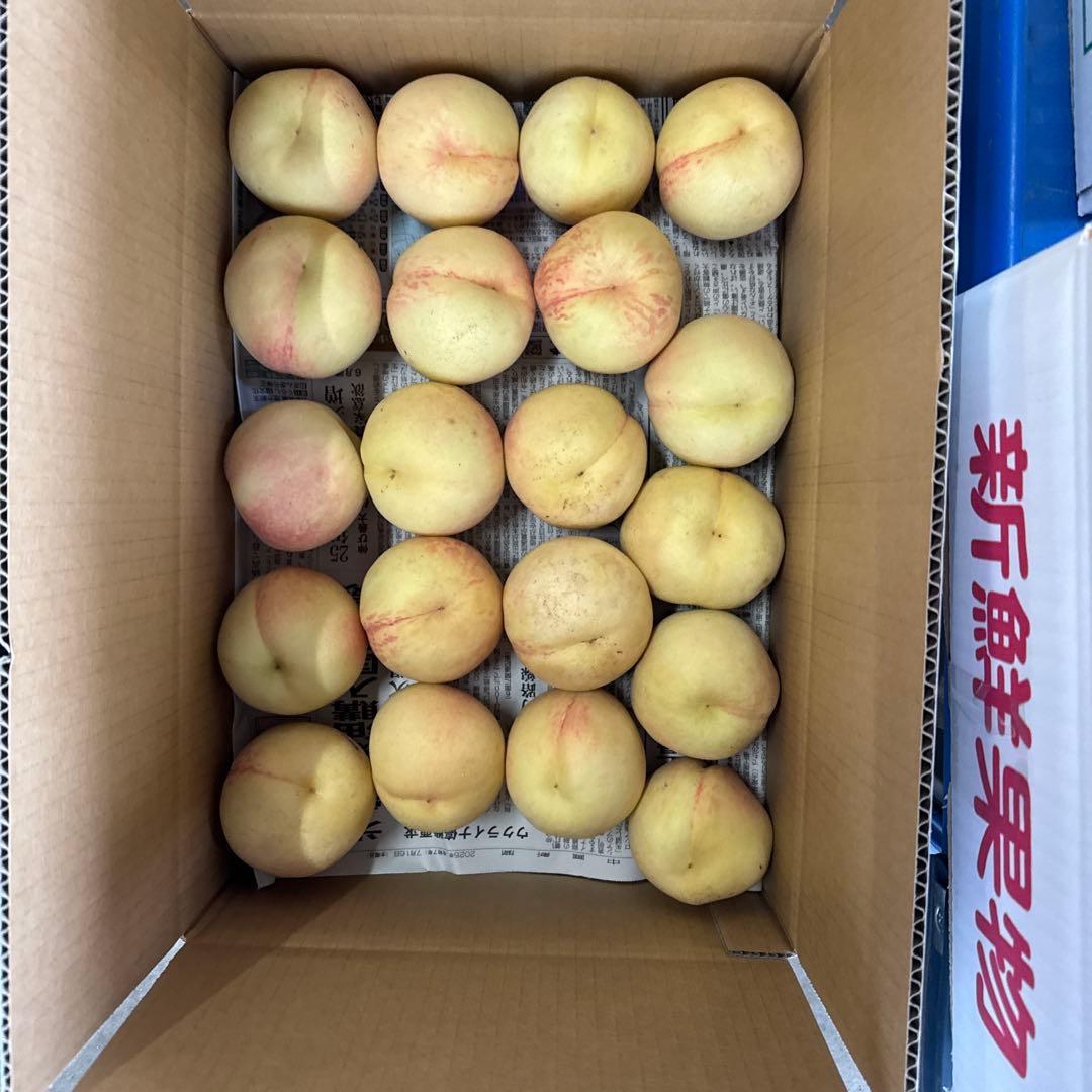 加工用　15キロ以上