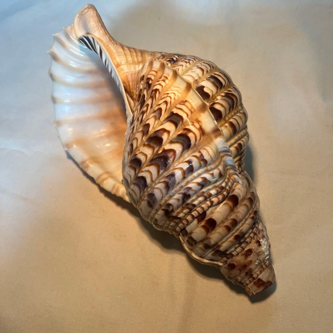 法螺貝　大きな巻貝 茶色とクリーム色のストライプ