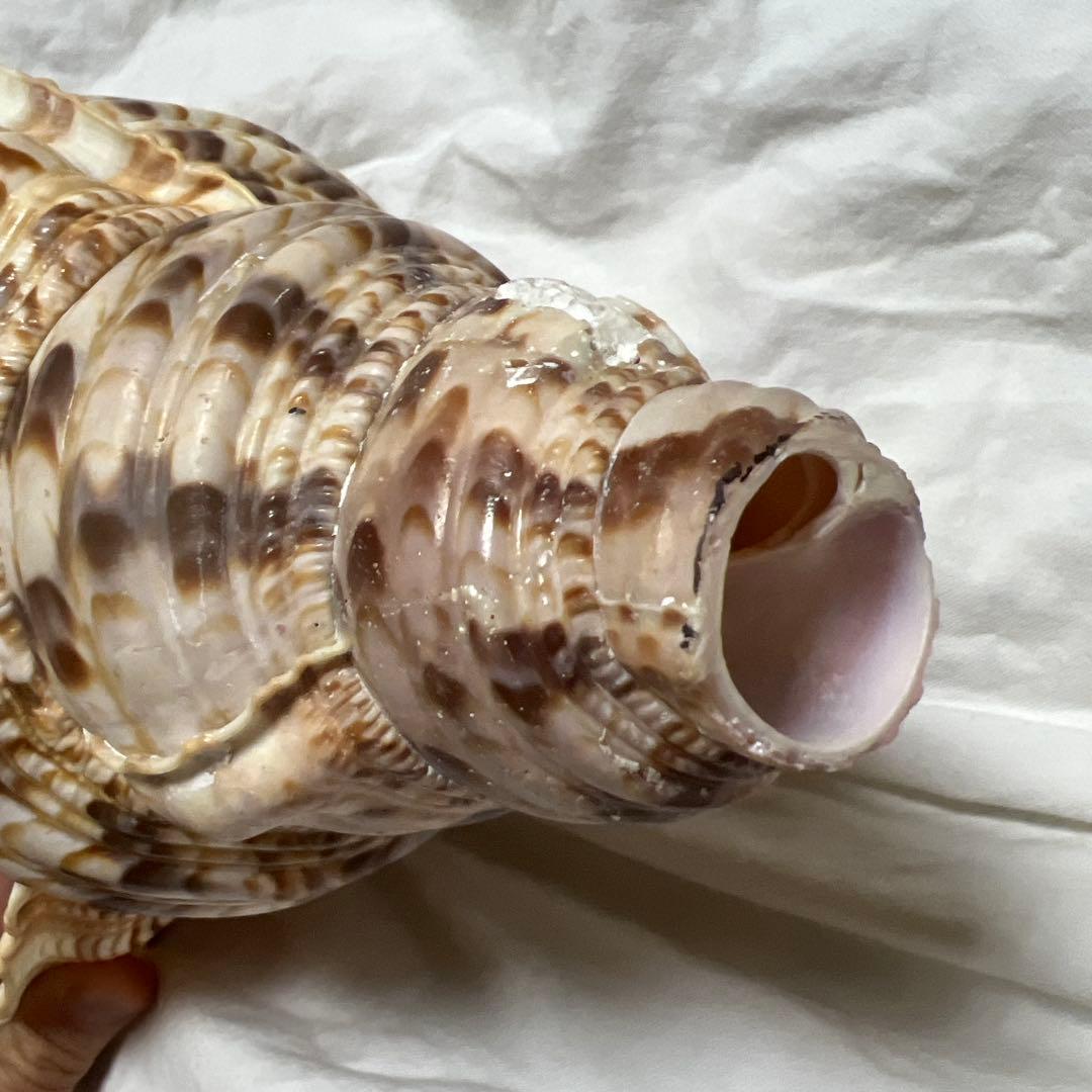法螺貝　大きな巻貝 茶色とクリーム色のストライプ