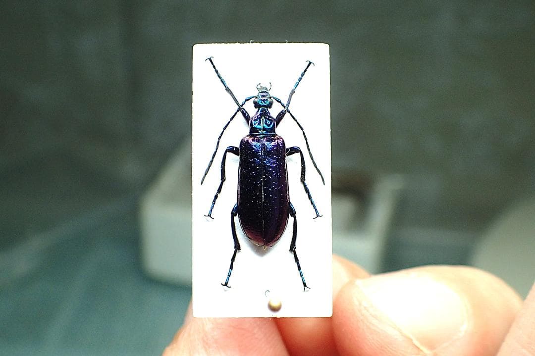 まるで宇宙空間を彷彿とさせられる　豪州の美麗ツチハンミョウ