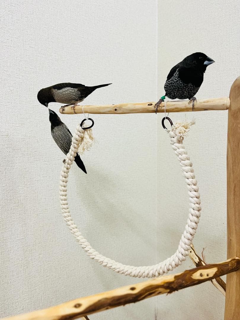 【小鳥用】ブランコ＆ハシゴ付　♬螺旋状 バードアスレチック