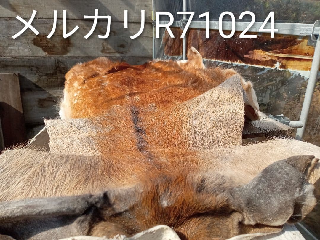 天然日本鹿夏毛ラグ　みみ付き