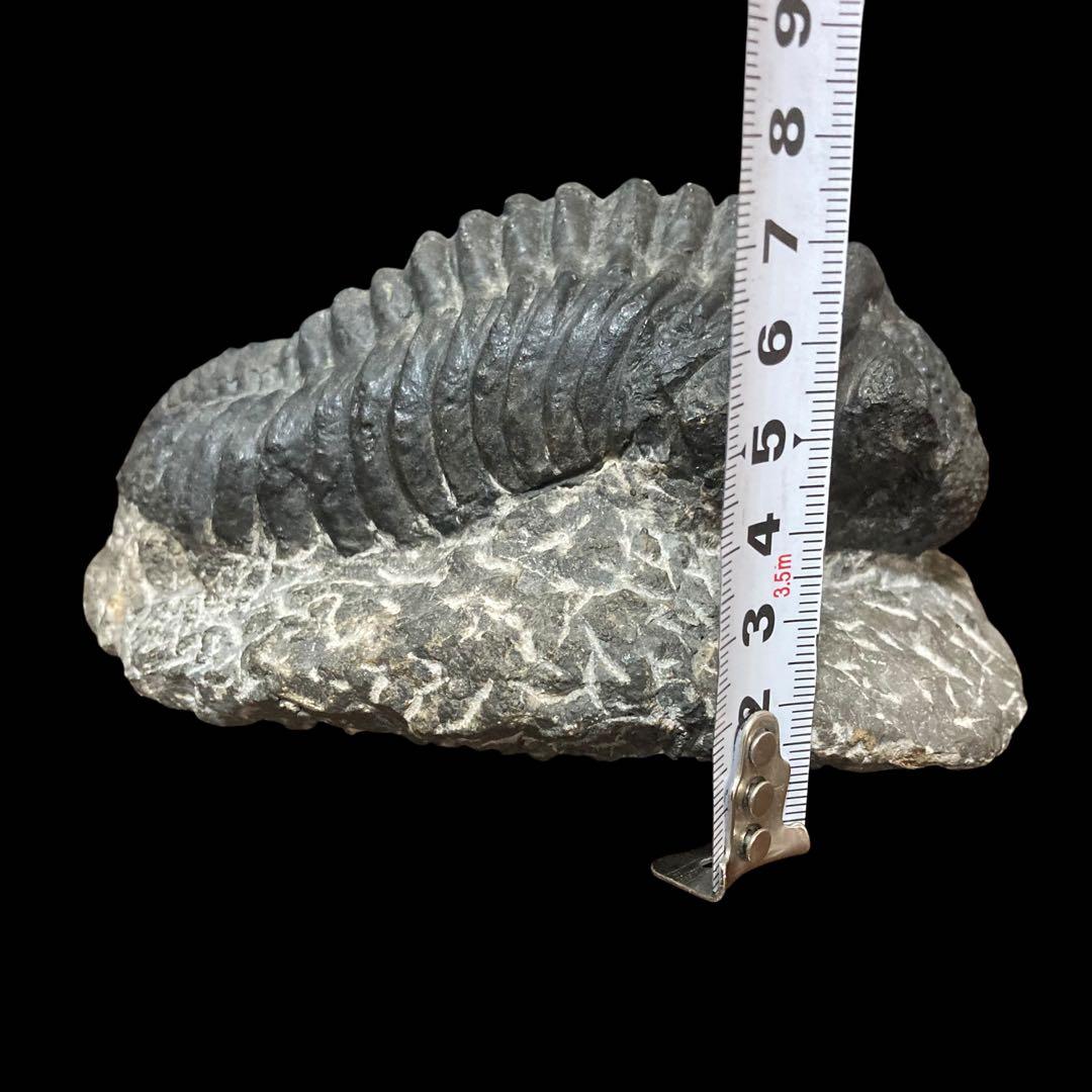 三葉虫化石 特大サイズ　全長約13cm