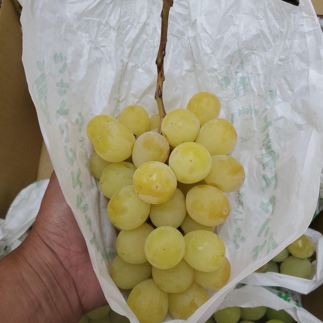 5️⃣ 山梨県産 シャインマスカット １２房 箱込み5.5キロ