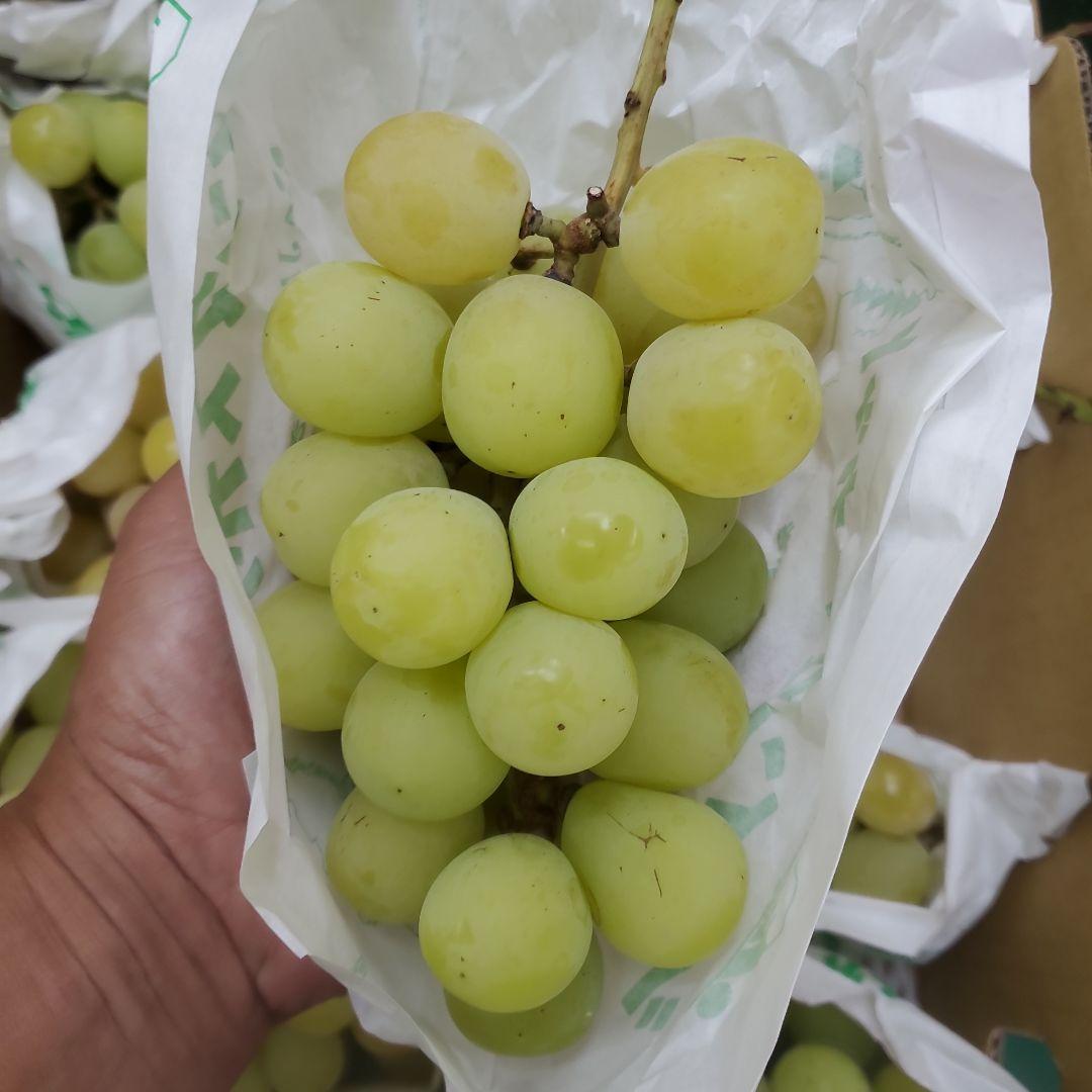 5️⃣ 山梨県産 シャインマスカット １２房 箱込み5.5キロ