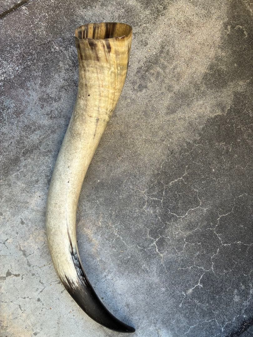 テキサスロングホーン　牛　ツノ　特大　アメリカン　インディアン　剥製