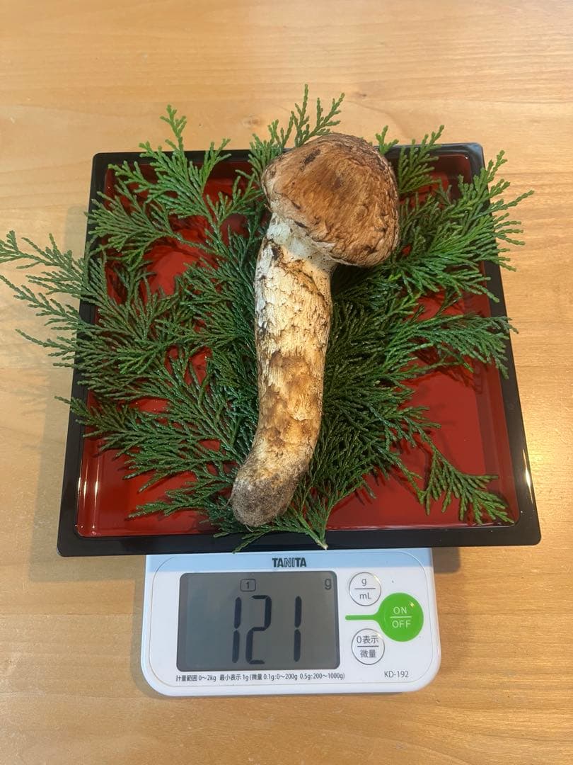 松茸180g（2本）長野県産松茸　南信州産松茸　国産松茸