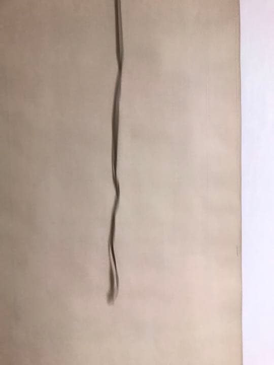 掛軸　南極老人　195×45センチ