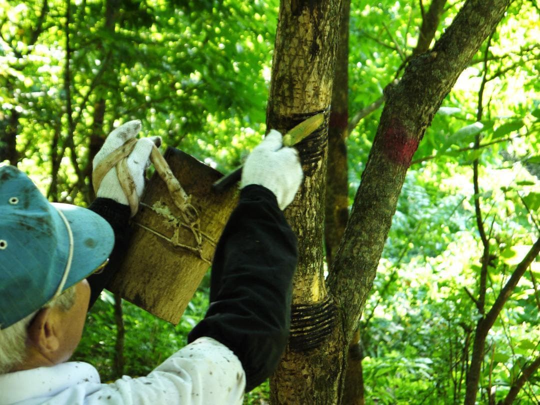 （1客限定） 人気！ 国産漆　端反椀　 浄法寺塗 お椀 日本製 三浦春馬