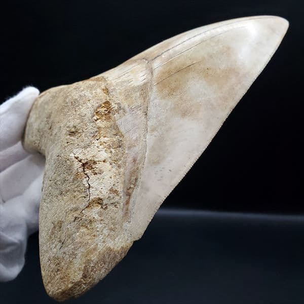 極上 メガロドン 歯 化石 本物 インドネシア 127.72mm mg10