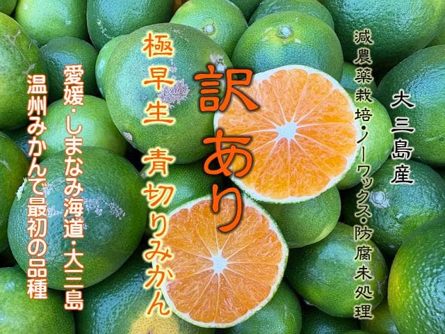 【よさん】極早生ブスみかん15Kg×２箱　２個口発送