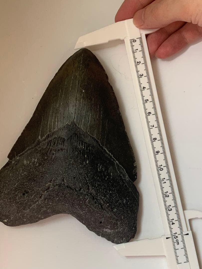 最大級　メガロドン　化石　サメの歯　423g　隕石　恐竜　爪　牙　三葉虫　骨