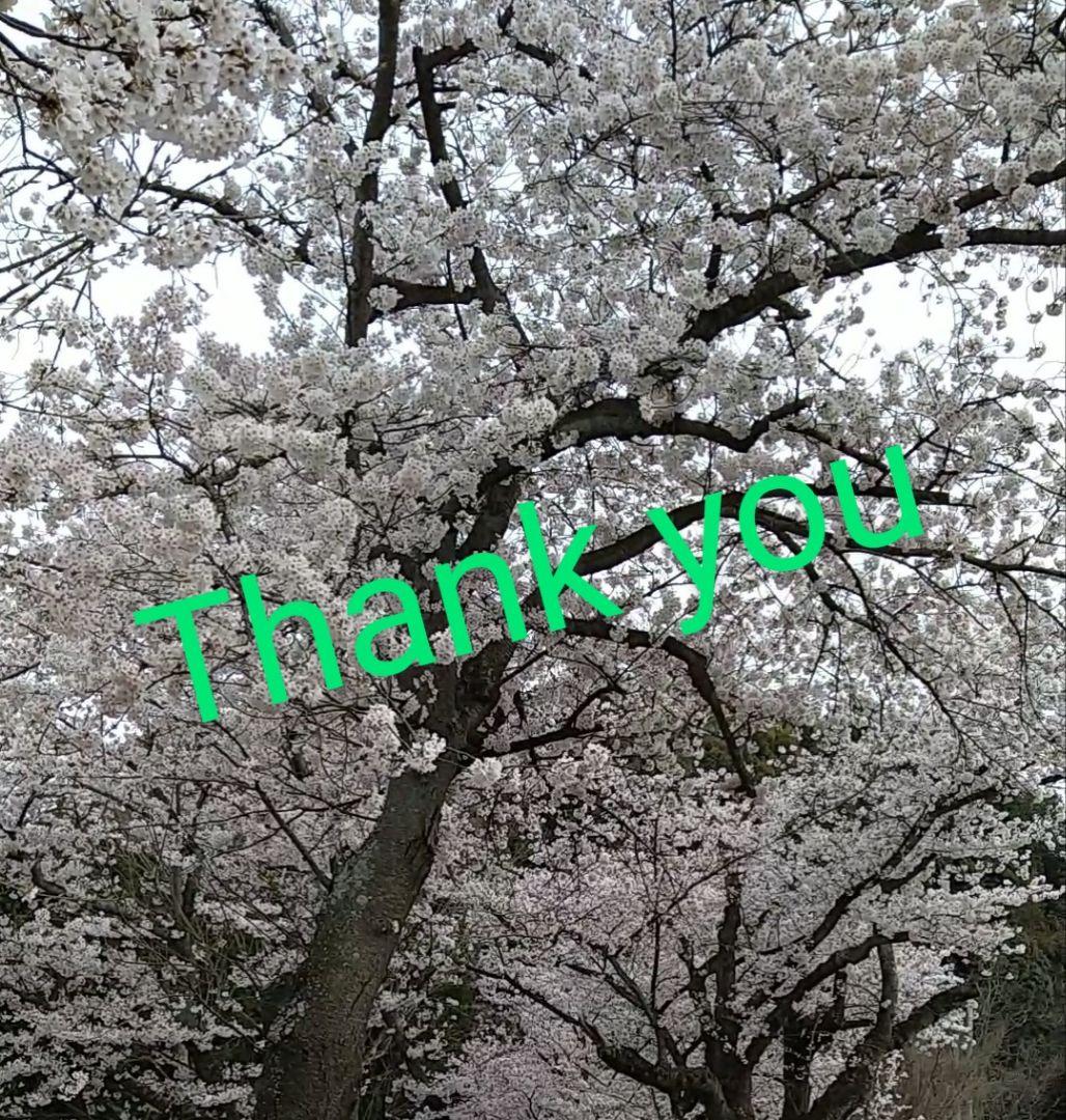 ふるふる　150cm マスカーニャ 巨大ぬいぐるみ ポケモン 海外製