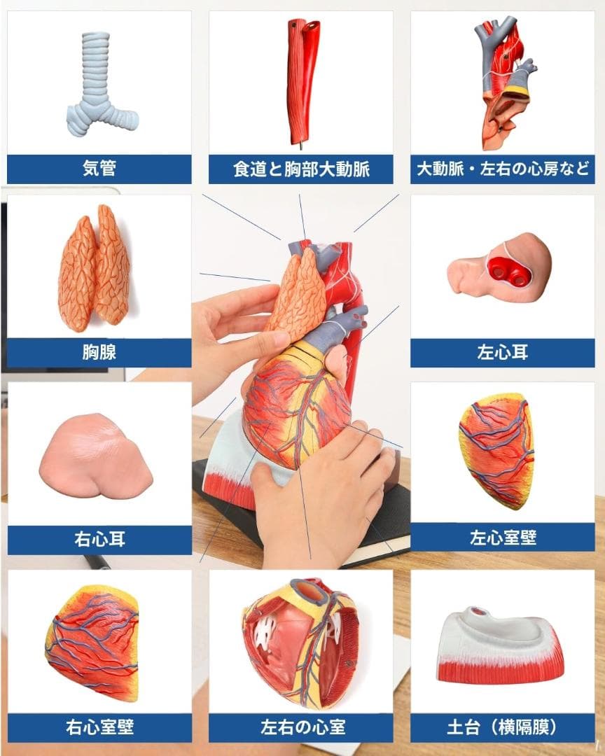 KIYOMARU 心臓模型 1.5倍大 10分解 教育用 新品