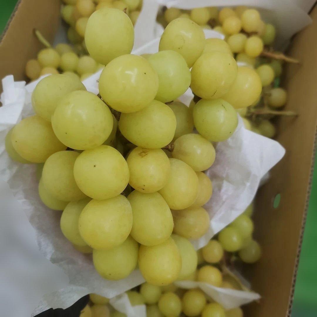 8️⃣ 山梨県産 シャインマスカット １１房入り 箱込み5.7キロ
