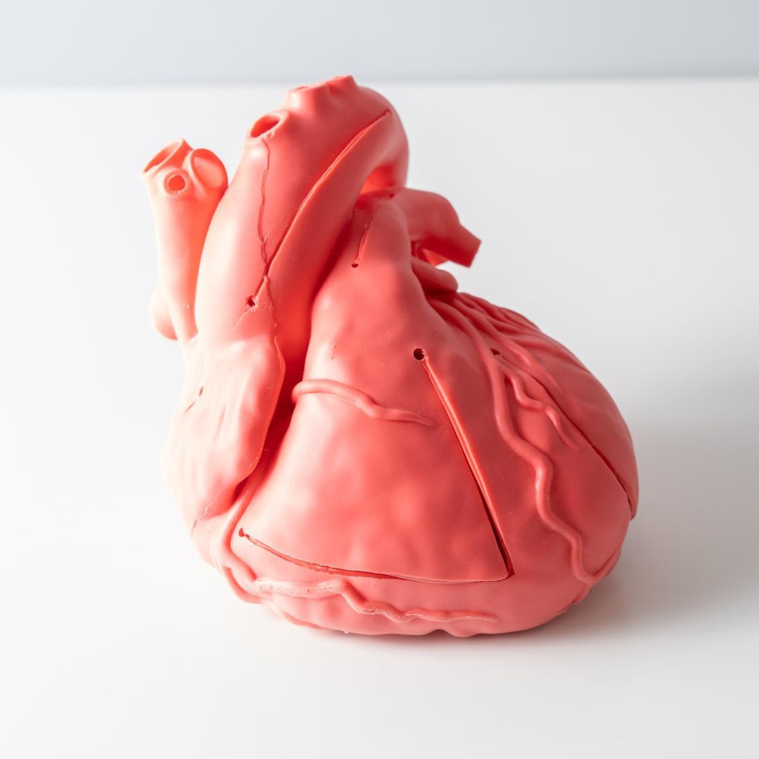 cross medical Cardio Model E.V. 模型 心臓