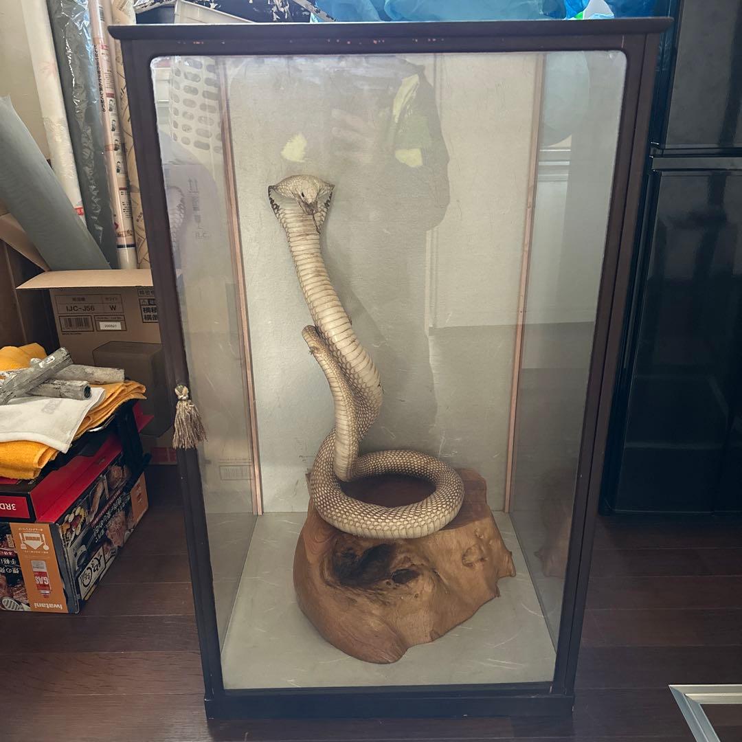 コブラの剥製 木製台座付き