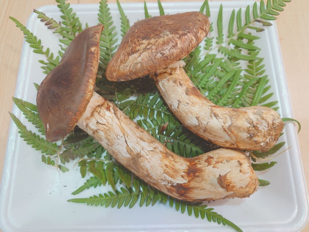 岩手県岩泉産　松茸（天然物）232g④