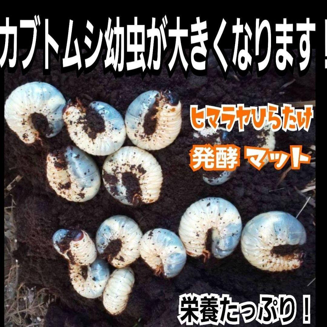 カブトムシ幼虫が大きくなる！発酵マット【たっぷり100リットル】雑虫わかない！