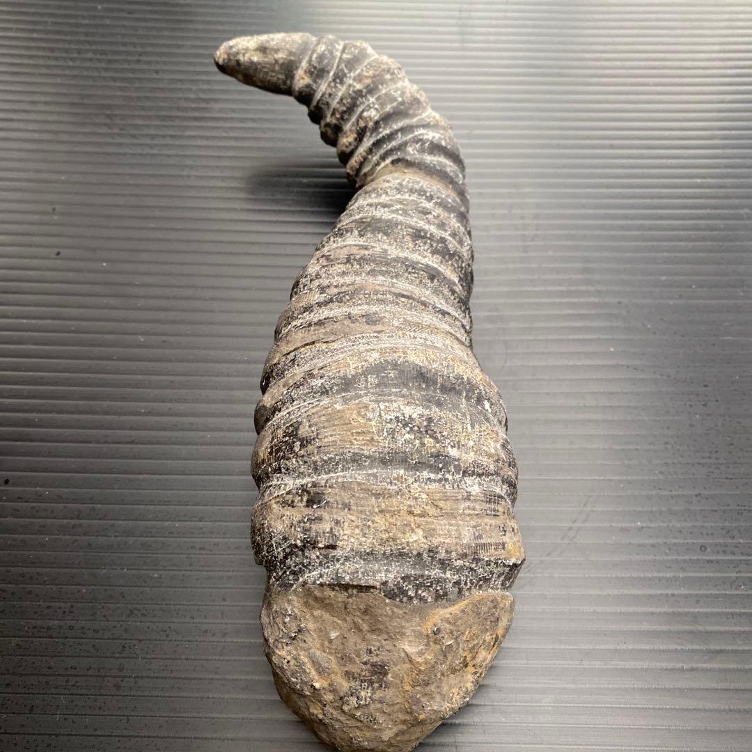 中国 雲南省産 サンゴ化石 希少 大型