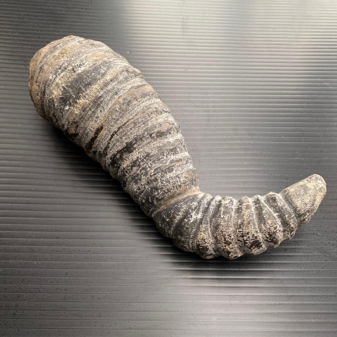 中国 雲南省産 サンゴ化石 希少 大型