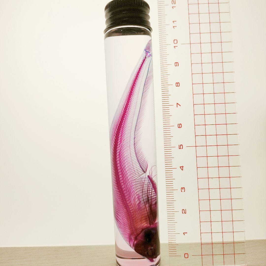 大特価☆数量限定☆透明骨格標本 11本セット レア 深海生物含む