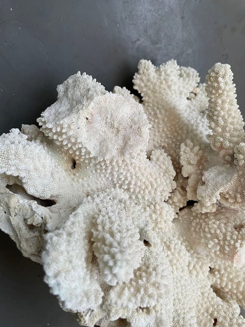 ホワイトサンゴ 自然形状 アクアリウム用