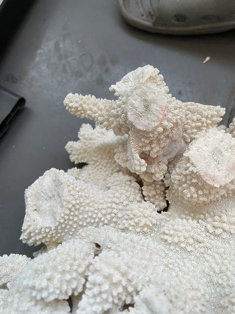 ホワイトサンゴ 自然形状 アクアリウム用