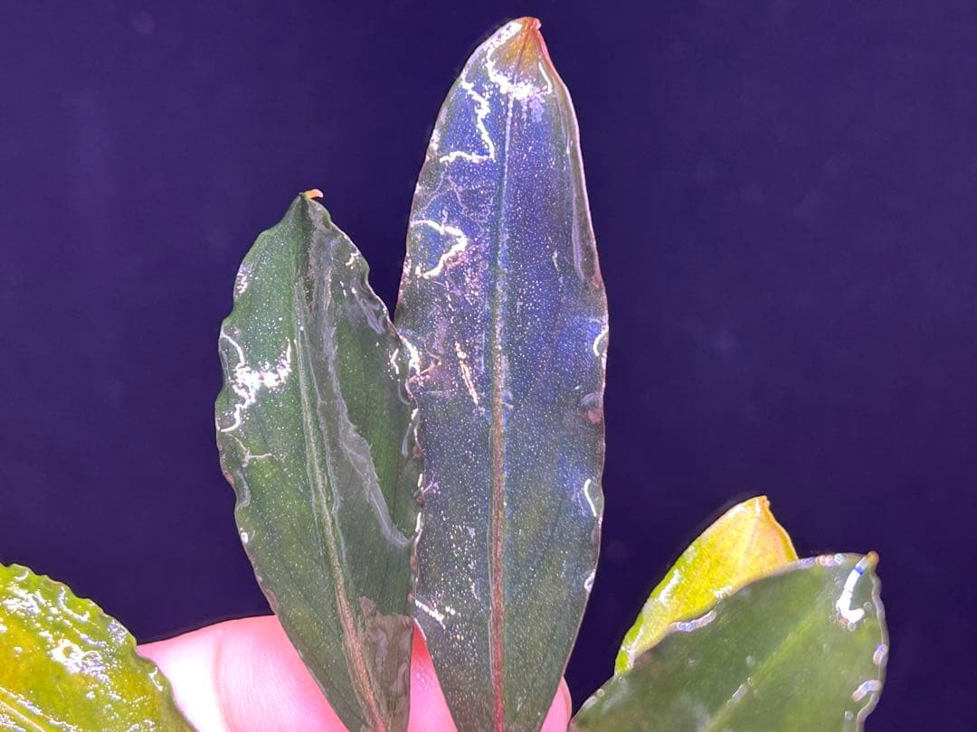 【AZ便】Bucephalandra sp. \"Deep Purple\" 初便