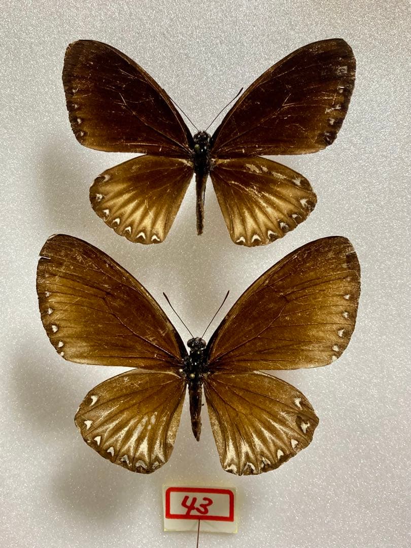 【ペア】パラドクサ（インドネシア・ジャワ島）