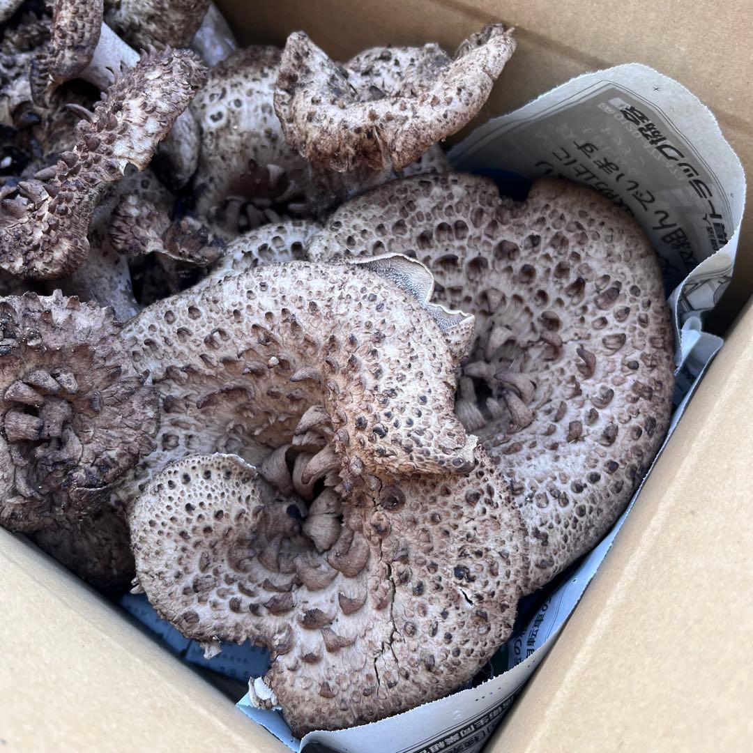 天然香茸‼️広島産　1.0kg 10月12日採りたて　コウタケ　香茸　松茸