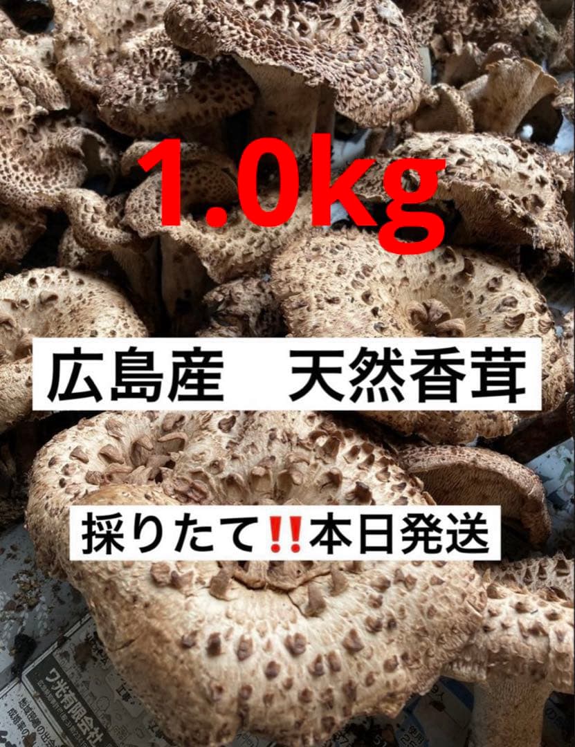 天然香茸‼️広島産　1.0kg 10月12日採りたて　コウタケ　香茸　松茸