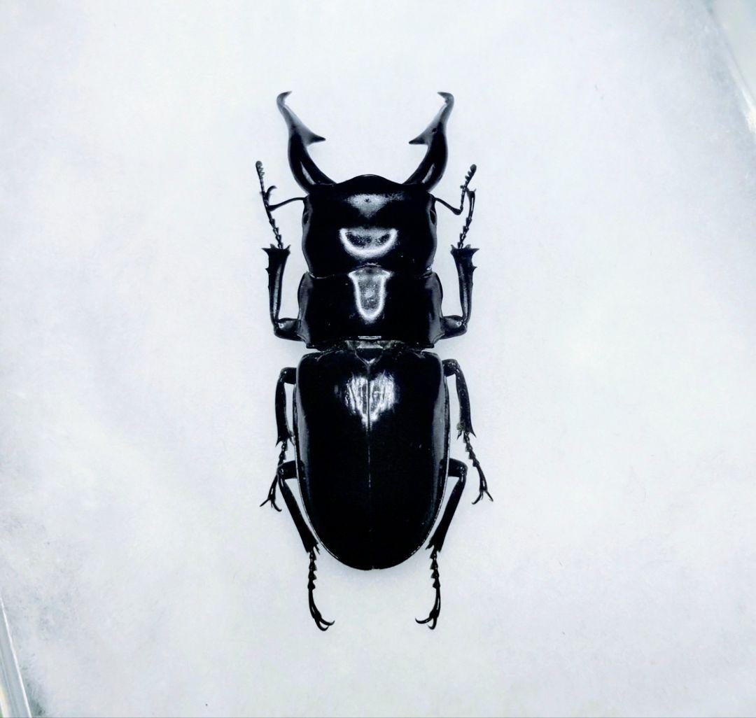 超特大！！Odontolabis kikuchii 47mm