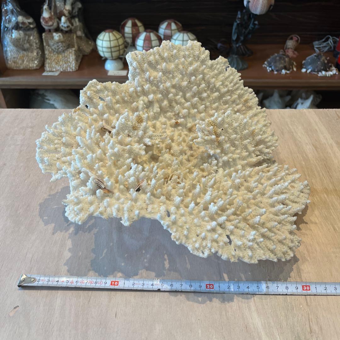 希少　長崎県産　テーブルサンゴ